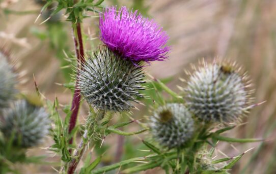 Spear Thistle.