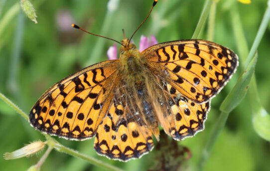 Dark Green Fritillary.