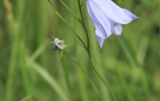 Harebell