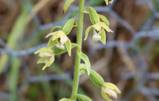 Epipactis sancta.