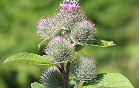 Greater Burdock.