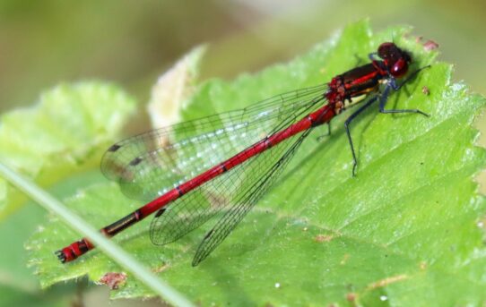 Large Red Damselfly.