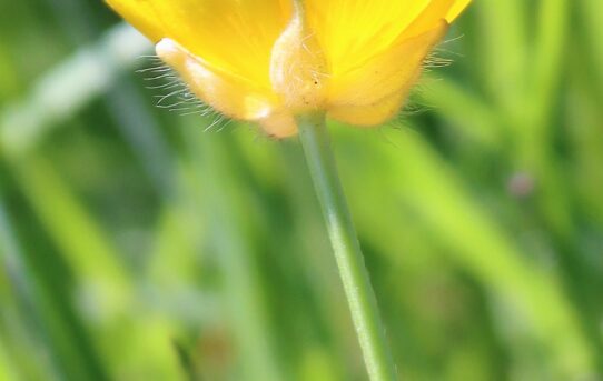 Ranunculous repens. Creeping Buttercup.