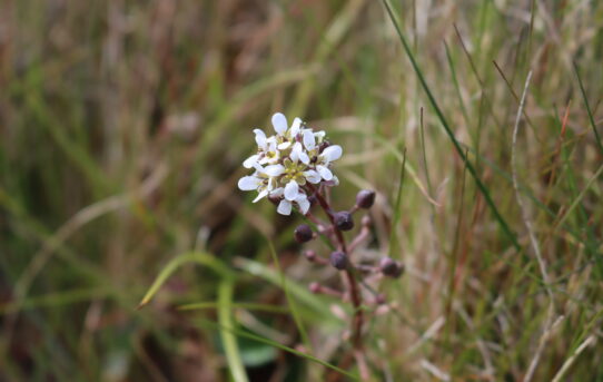 Cochlearia officinalis. Common Scurvygrass.