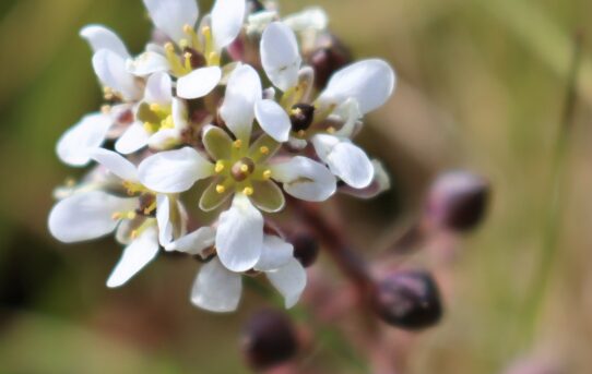 Cochleraria officinalis. Common Scurvygrass.