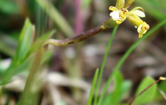 Corallorhiza trifida. Coralroot Orchid