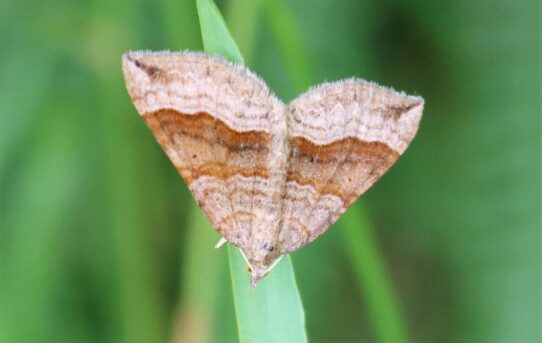 Scotopteryx chenopodiata. Shaded Broad-bar.