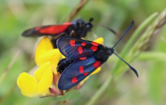 Zygaena trifoli decreta. Five-spot Burnet.