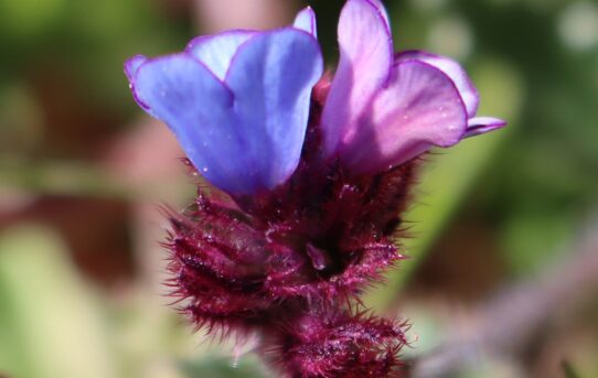 Anchusa undulata ssp. hybrida