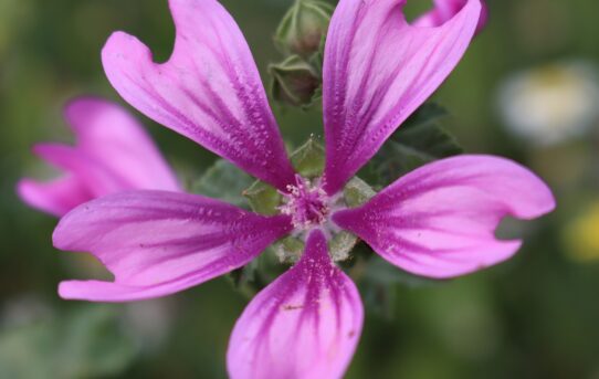 Silene fruiticosa.