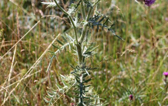 Cirsium eriophorum.