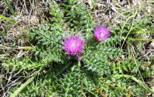 Cirsium acaule.