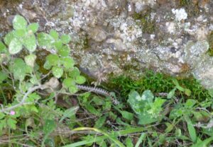 Leopard Snake.