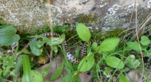 Leopard Snake.