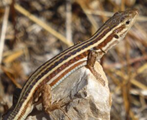 Wall Lizard.