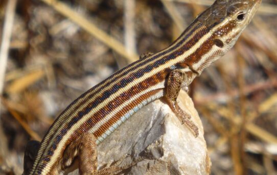 Wall Lizard.