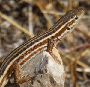 Wall Lizard.