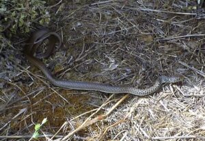 Montpelier Snake.