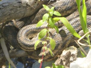 Four-lined Snake.