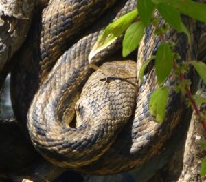 Four-lined Snake.