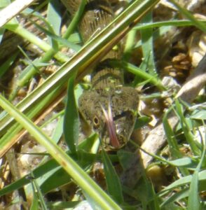 Grass Snake.