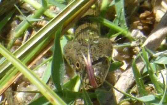 Grass Snake.