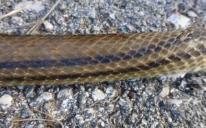 Four-lined Snake.