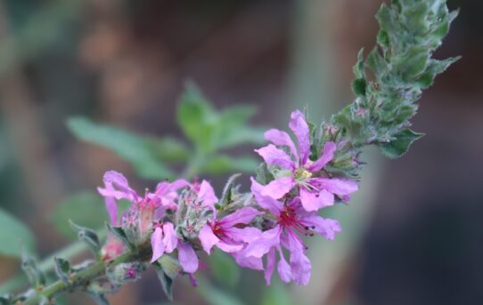 Lythrum salicaria.