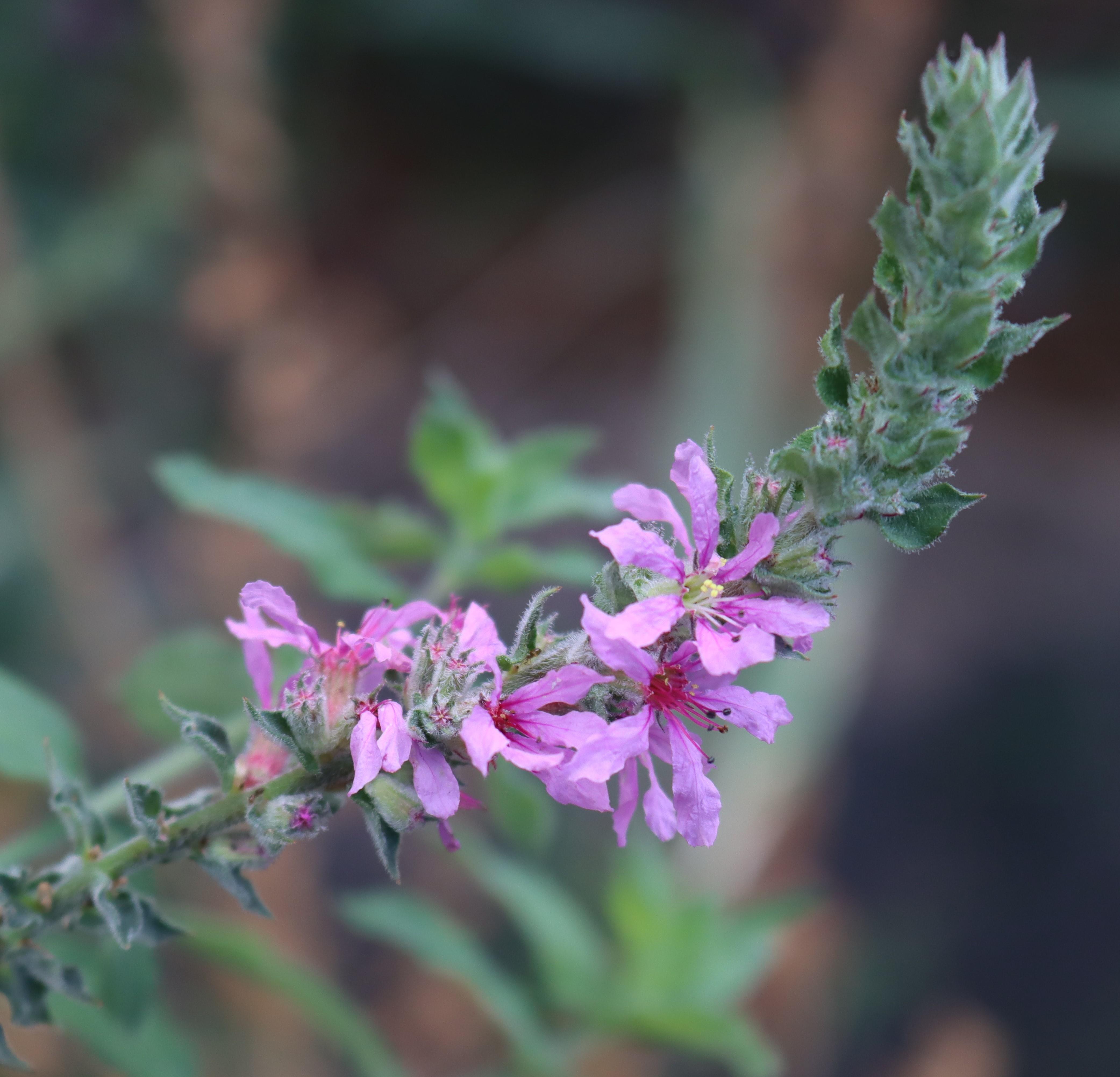 Lythrum salicaria.