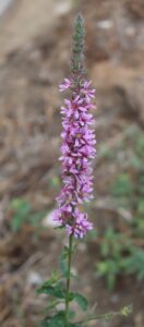 Lythrum salicaria.