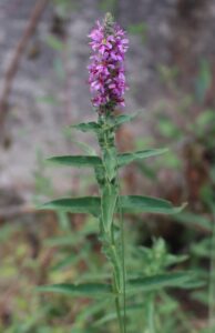 Lythrum salicaria.