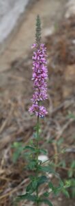 Lythrum salicaria.