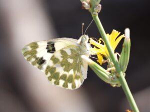 Euchloe ausonia.