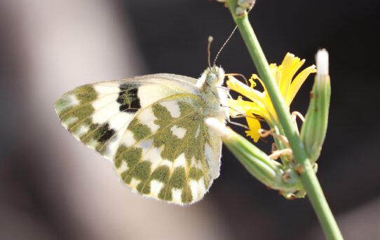 Euchloe ausonia.