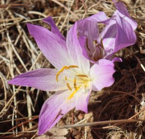 Colchicum autumnale.