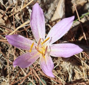 Colchicum autumnale.