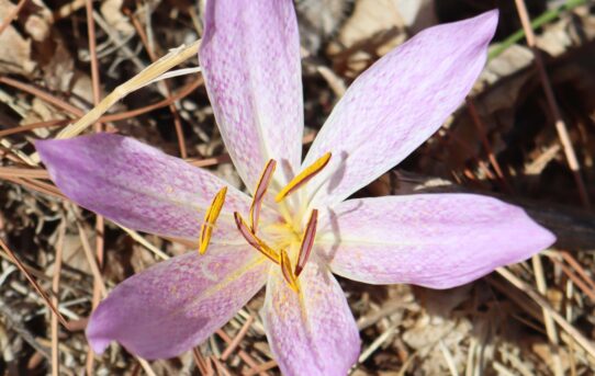 Colchicum autumnale.