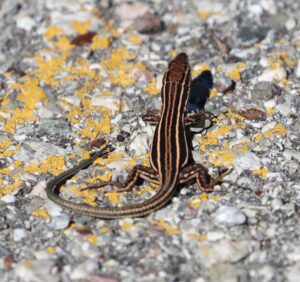 Wall Lizard.