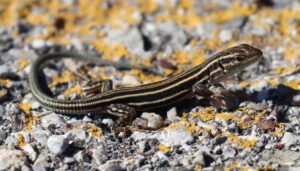 Wall Lizard.