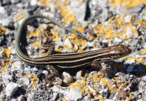 Wall Lizard.