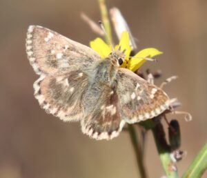 Pyrgus malvae.