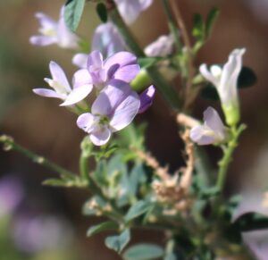 Medicago sativa.