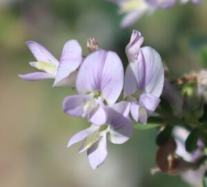 Medicago sativa.