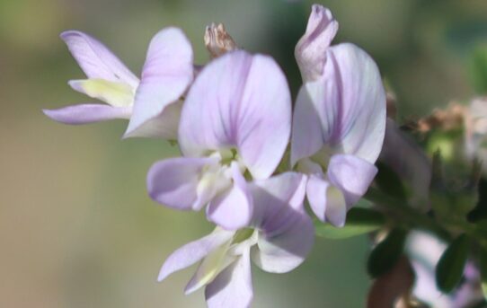 Medicago sativa.