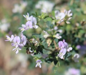 Medicago sativa.