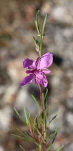 Epilobium dodonaei.