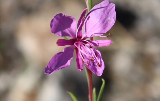 Epilobium dodonaei.