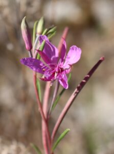 Epilobium dodonaei.