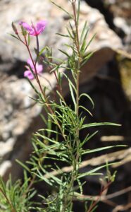 Epilobium dodonaei.