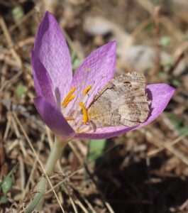 Colchicum autumnale.